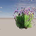 Lush Lavender Plant With Purple Flowers And Green Leaves In Natural Growth