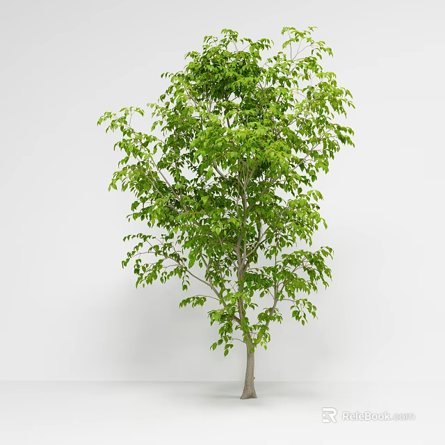 Single Green Leafy Arbor Tree With Brown Trunk And White Background 3d model