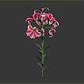 Beautiful Pink Lily Plant With Green Stem And Leaves On Gray Background
