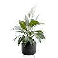 Indoor Garden Plants With Large Green Leaves And White Flowers In Black Pots