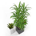 Potted Bonsai Plants With Green Leaves And Different Size Pots In Gray Black White