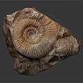 Ancient Ammonite Fossil With Spiral Structure And Detailed Shell Texture