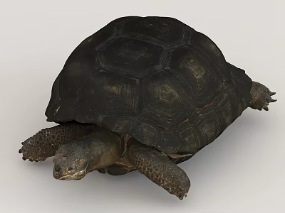 Aquatic Animal Sea Turtle With Dark Carapace And Flipper Limbs In Marine Habitat 3d model