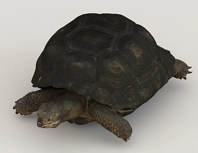biological turtle 3d model