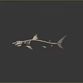 White Shark Skeleton Anatomical Model Medical Device for Medical Teaching and Research