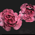 Two Pink Roses With Soft Ruffled Petals Blooming Vibrantly Against Dark Background