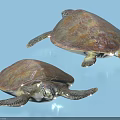 Two Marine Sea Turtles With Brown Shells And Flippers On Blue Background 3d model