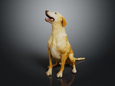 Yellow Labrador Retriever Sitting With Mouth Open On Black Reflective Floor Against Gray Background 3d model
