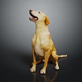 Yellow Labrador Retriever Sitting With Mouth Open On Black Reflective Floor Against Gray Background