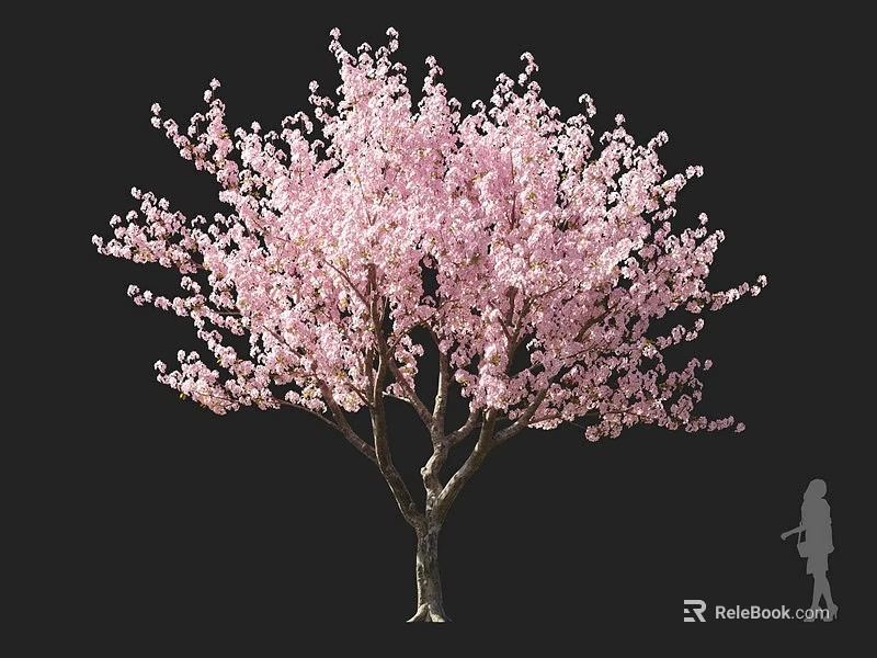 Blooming Cherry Blossom Tree With Pink Blossoms And Girl Silhouette Against Black Background 3d model 