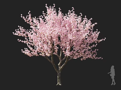 Blooming Cherry Blossom Tree With Pink Blossoms And Girl Silhouette Against Black Background 3d model