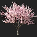 Blooming Cherry Blossom Tree With Pink Blossoms And Girl Silhouette Against Black Background
