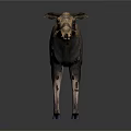 Detailed Reptile 3D Model Standing On Gray Background With Clear Reflection