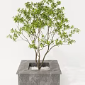 Potted Arbor Tree With Green Leaves Multiple Trunks In Square Stone Pot With White Pebbles