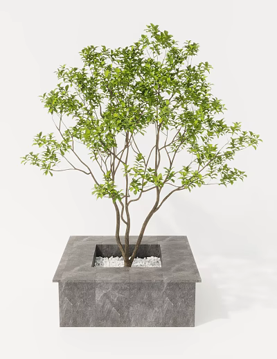 Potted Arbor Tree With Green Leaves Multiple Trunks In Square Stone Pot With White Pebbles 3d model