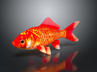 Bright Red Goldfish Showcasing Golden Scales Flowing Fins and Curved Tail 3d model