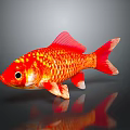Bright Red Goldfish Showcasing Golden Scales Flowing Fins and Curved Tail