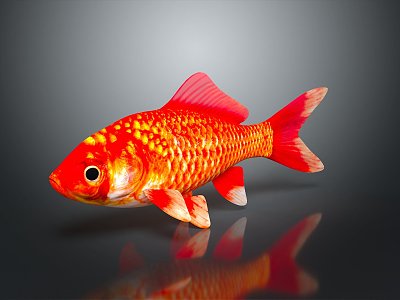 Modern Fish Cold Water Fish Goldfish Gold Grass 3d model