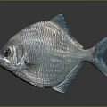 Silver Fish with Blue Fins and Tail Shiny Scales on Dark Background and Reflection
