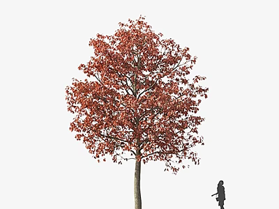 Tall Tree with Vibrant Red Leaves and Person Silhouette Standing Nearby 3d model