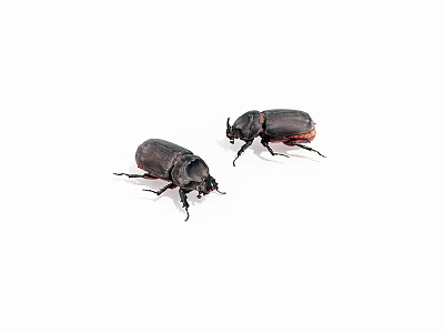 Two Dark Beetles With Shiny Exoskeletons Long Legs And Horned Heads On White Background 3d model