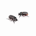 Two Dark Beetles With Shiny Exoskeletons Long Legs And Horned Heads On White Background