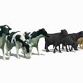 Modern cattle group animals and 3d model