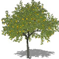 Vibrant Fruit Bearing Tree With Lush Green Leaves And Yellow Fruits