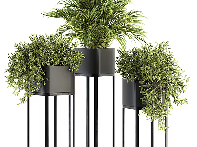 Bonsai Potted Plants On Black Metal Stands With Green Foliage For Indoor Decor 3d model