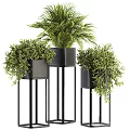 Bonsai Potted Plants On Black Metal Stands With Green Foliage For Indoor Decor