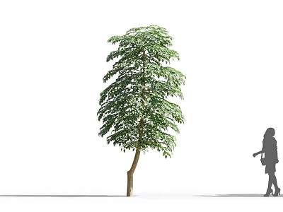 Tall Green Arbor With Lush Leaves Standing Beside Silhouette Of A Woman 3d model