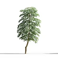 Tall Green Arbor With Lush Leaves Standing Beside Silhouette Of A Woman