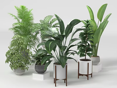 Various Green Potted Plants with Different Leaf Shapes in White Gray Pots and Wooden Stands 3d model