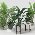 Various Green Potted Plants with Different Leaf Shapes in White Gray Pots and Wooden Stands