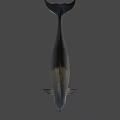 Gray Dolphin With Black Dorsal Fin Swimming In Underwater Environment
