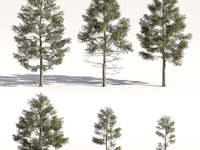 Arbor Trees With Various Sizes And Green Foliage Showing Natural Shadows 3d model