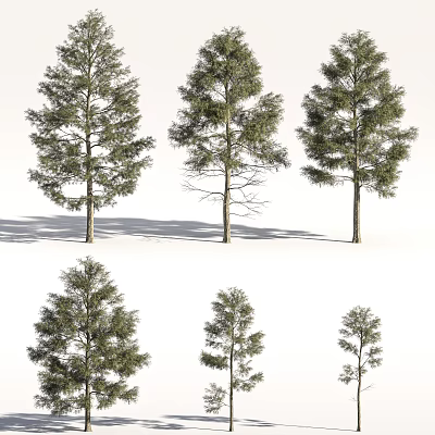 Arbor Trees With Various Sizes And Green Foliage Showing Natural Shadows 3d model