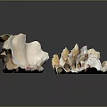 Natural Seashells Of Marine Animals With Textured Surfaces And Intricate Patterns On Dark Background