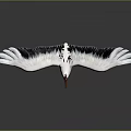 White Crane With Red Crown Spreading Wings Standing on Smooth Ground Against Gray Background 3d model