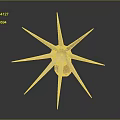 Unique Starfish With Multiple Spikes And Red Center On Dark Background