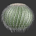 Green Spherical Cactus With White Thorns And Round Top Fuzzy Texture