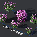 Vibrant Spring Flower Plants With Purple Blooms And Green Leaves In Clusters