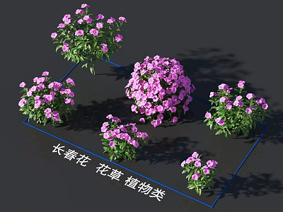 Vibrant Spring Flower Plants With Purple Blooms And Green Leaves In Clusters 3d model
