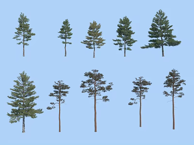 Various Arbor Trees With Diverse Heights And Foliage On Blue Background 3d model