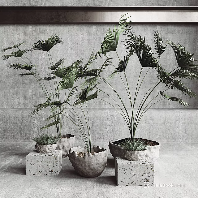 Potted Plants With Large Green Leaves In Textured Stone Pots On Light Surface And Gray Wall 3d model 