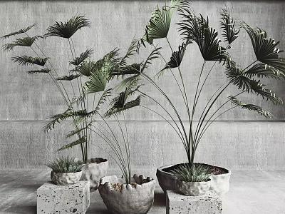 Potted Plants With Large Green Leaves In Textured Stone Pots On Light Surface And Gray Wall 3d model