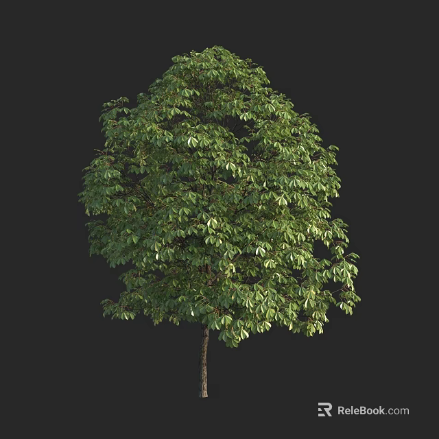 Lush Green Tree With Dense Foliage And Slender Trunk On Black Background 3d model 
