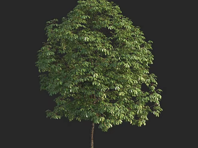 Lush Green Tree With Dense Foliage And Slender Trunk On Black Background 3d model
