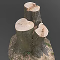 Natural Wood Tree Stumps With Cut Surfaces And Soil Base Details 3d model