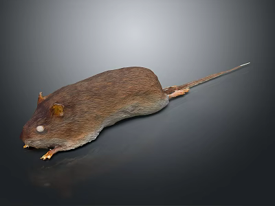 Brown Mouse Lying On Dark Surface With Long Tail Visible Ears And Eyes 3d model
